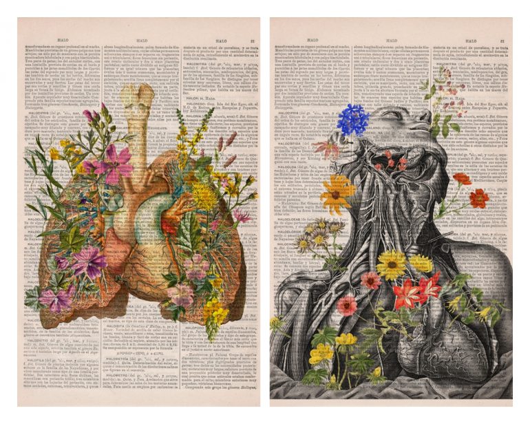 Анатомия и цветы 1