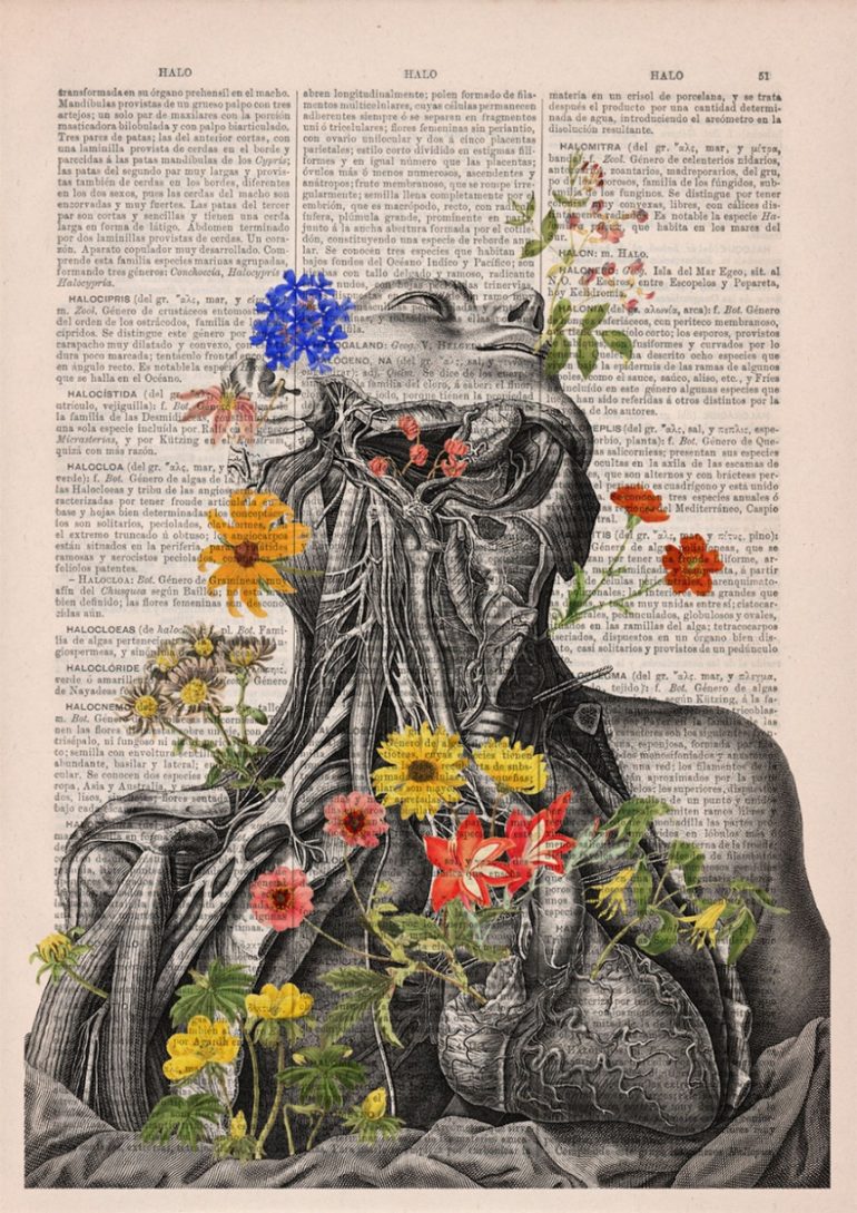 Анатомия и цветы 4