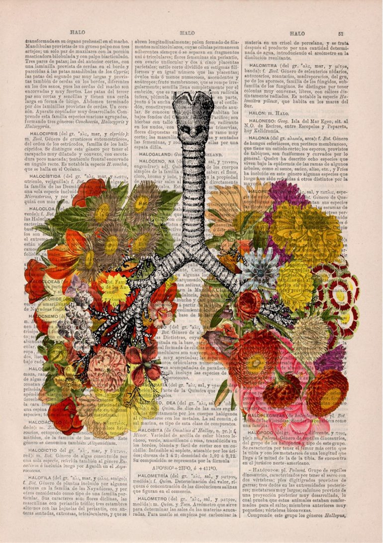 Анатомия и цветы 8